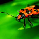Pyrrhocoris apterus