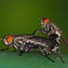 Mating