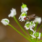 Merry-go-round fly