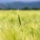..::Field of Gold::..