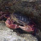 A Crab Standoff