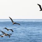 Follow The Leader