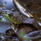 Frog #1