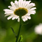 Backlight Flower #1