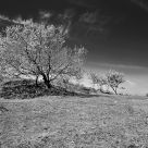 Dune Trees