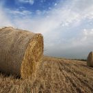 Blond hay