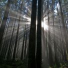 Morning Light