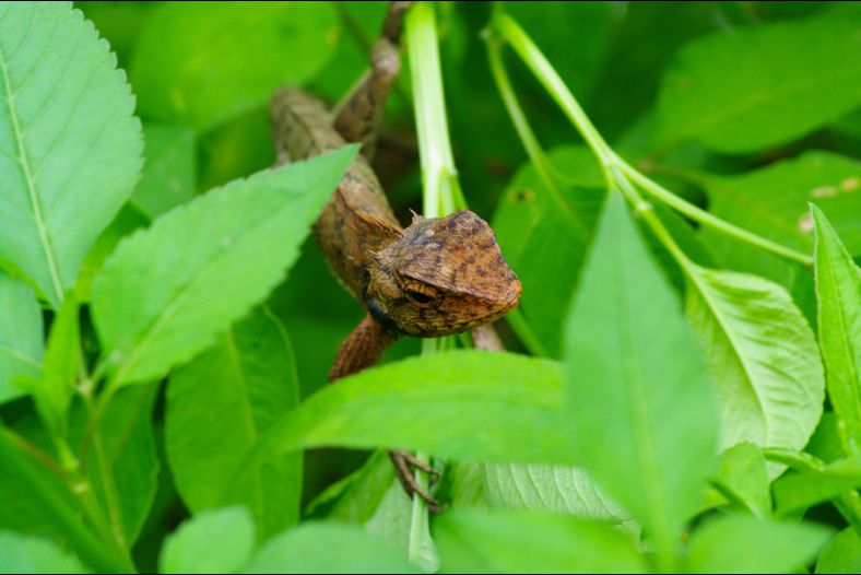 lizard