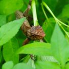 lizard