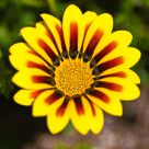 Yellow flower
