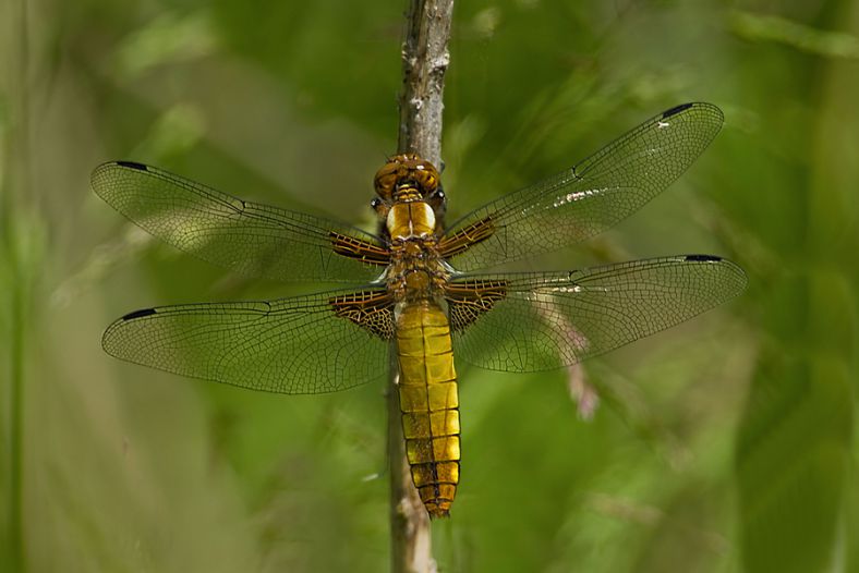 Libellula depressa