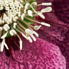 1/4 Flower