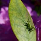 Sunbathing Hopper