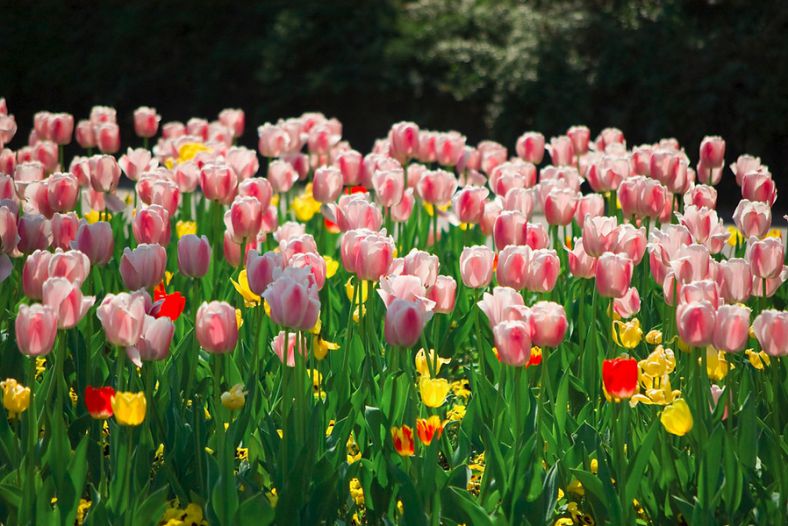 The tulips