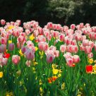 The tulips