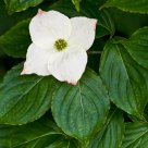 Dogwood