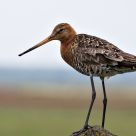 black-tailed godwit - grutto - limosa limosa