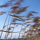 Wind