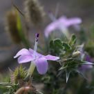 Wildflower in the desert