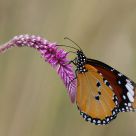 African Monarch