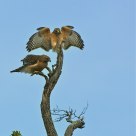 Perfect Landing