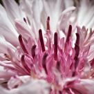 Pretty In Pink