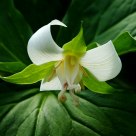 Trillium