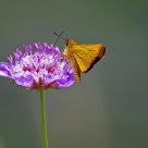 Moth