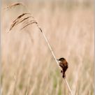 Sedge Warbler