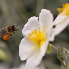 Bee on landing approach