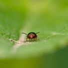 Le coléoptère - The bug
