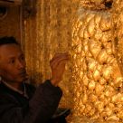 Apllying gold leaves on the sacred statue