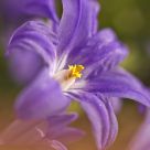 Purple Summer