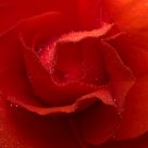 Red Flower