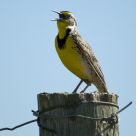 Western Meadowlark