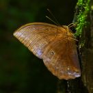 Common Duffer