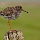 resting redshank