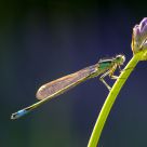 Damselfly
