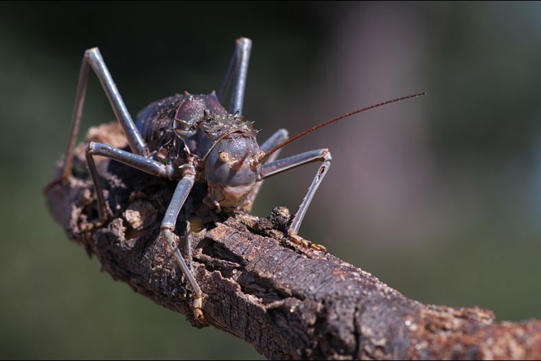 Armoured Ground Cricket