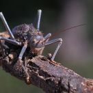 Armoured Ground Cricket