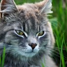 Cat in the fields