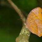 Common Duffer
