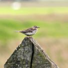Hedgesparrow
