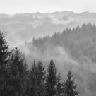 Quiet forest