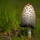 mushroom