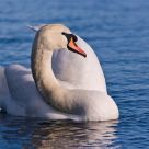 Swan