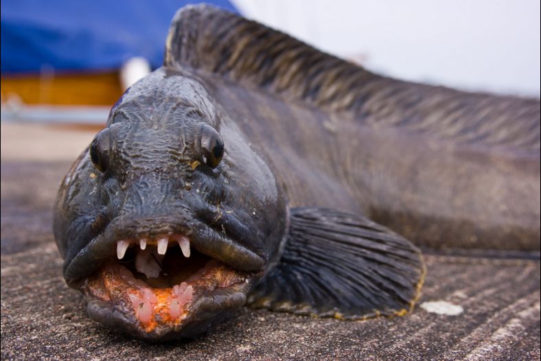 Watch out, I bite hard.