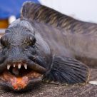 Watch out, I bite hard.