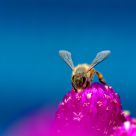 bee on bright purple flower