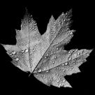 Spray-Spangled Maple Leaf